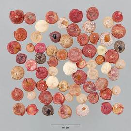   Fruits:   Chenopodium quinoa , utricles with various pericarp colors (brown, light brown, pink, white); the enclosed seeds also with variously-colored testaenbsp;(brown, white, black); Photo by M. Maher, USDA APHIS PPQ ITP, imageID.idtools.org

